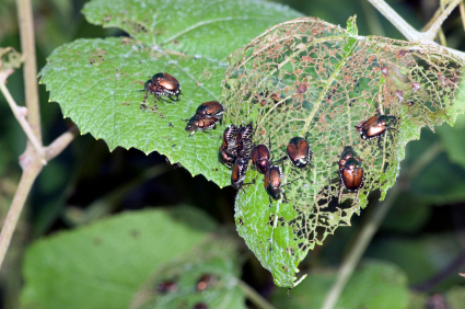 Japanese Beetles will wreak havoc and may eventually kill your trees!  BHLCo can stop them BEFORE they become a problem!  