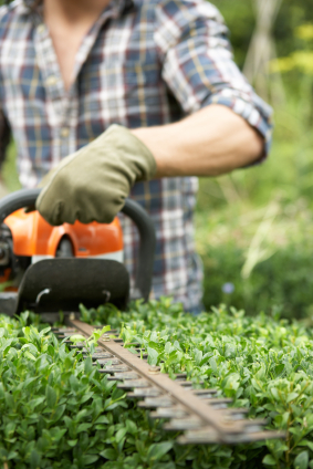 Man trimming hedge hudson wi