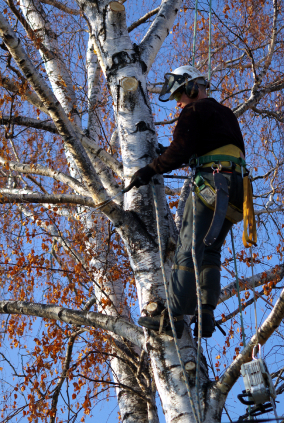 TreeCut-hudson-wi